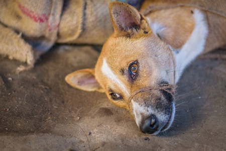 Dogs tied up in sacks on sale for meat at dog market