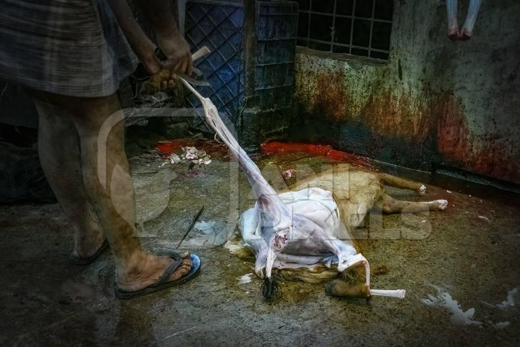 Worker removing skin from goat at the meat market inside New Market, Kolkata, Inida, 2022