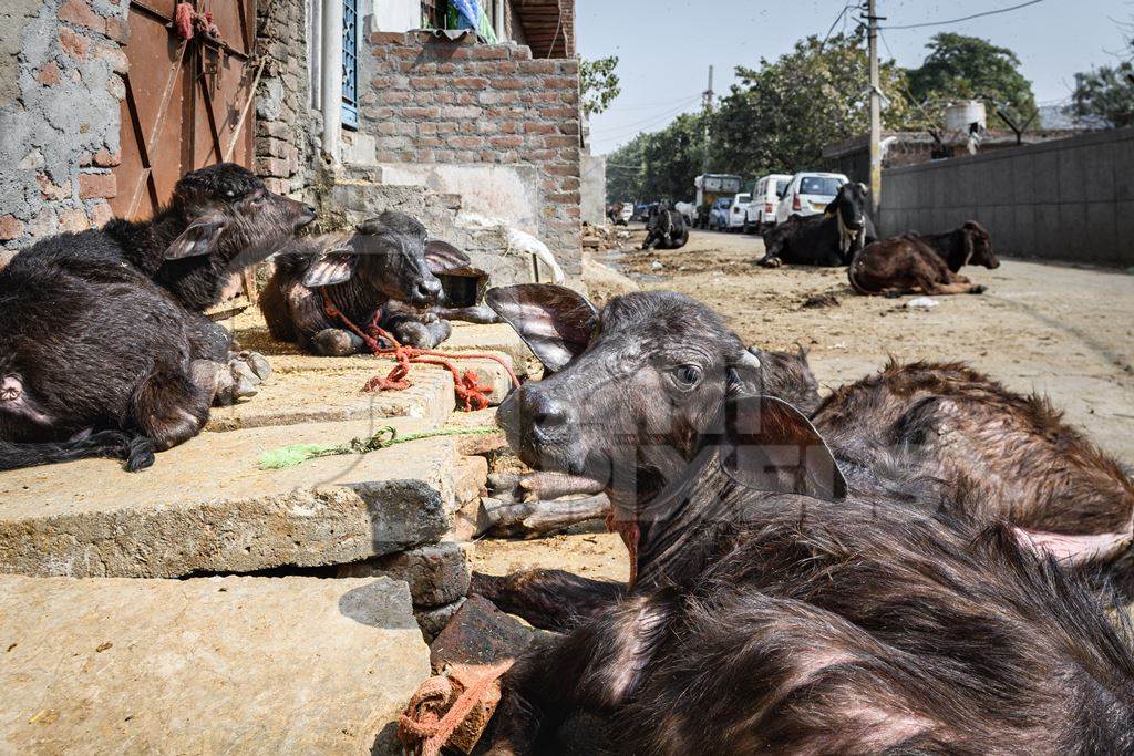 Indian buffalo calves tied up in the street and suffering in the heat, part of Ghazipur dairy farms, Delhi, India, 2022