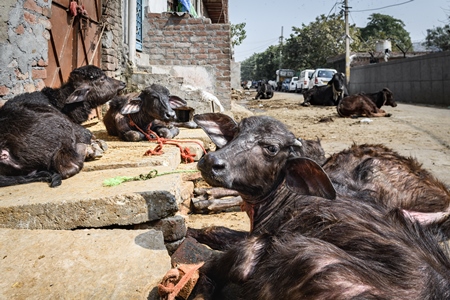 Indian buffalo calves tied up in the street and suffering in the heat, part of Ghazipur dairy farms, Delhi, India, 2022
