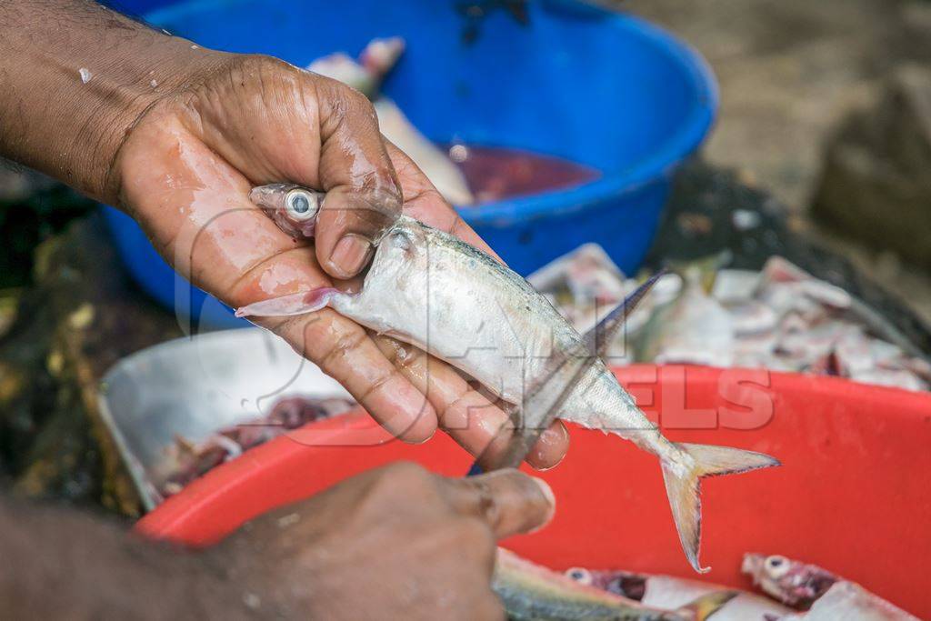 Man holding dead fish in hand and cutting off scales with knife