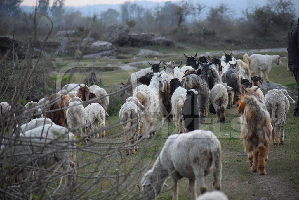 Herd of goats and sheeps on grassland in the rural countryside