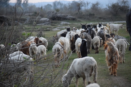 Herd of goats and sheeps on grassland in the rural countryside