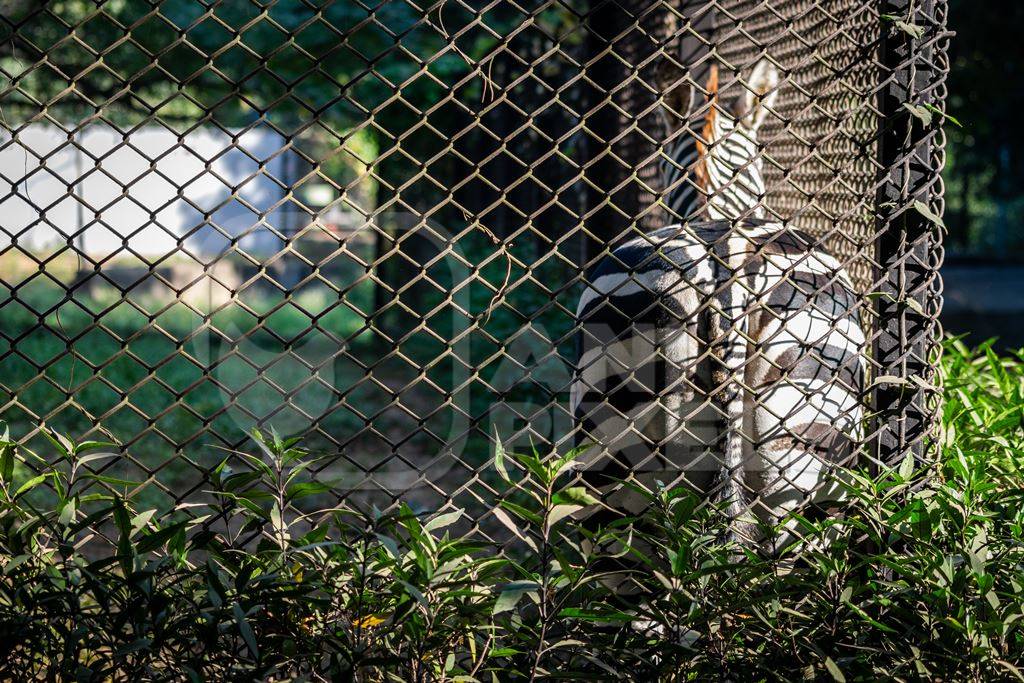 Close up of single, lonely male zebra kept in enclosure in Patna zoo