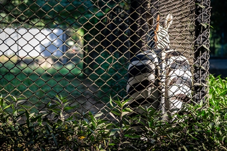 Close up of single, lonely male zebra kept in enclosure in Patna zoo