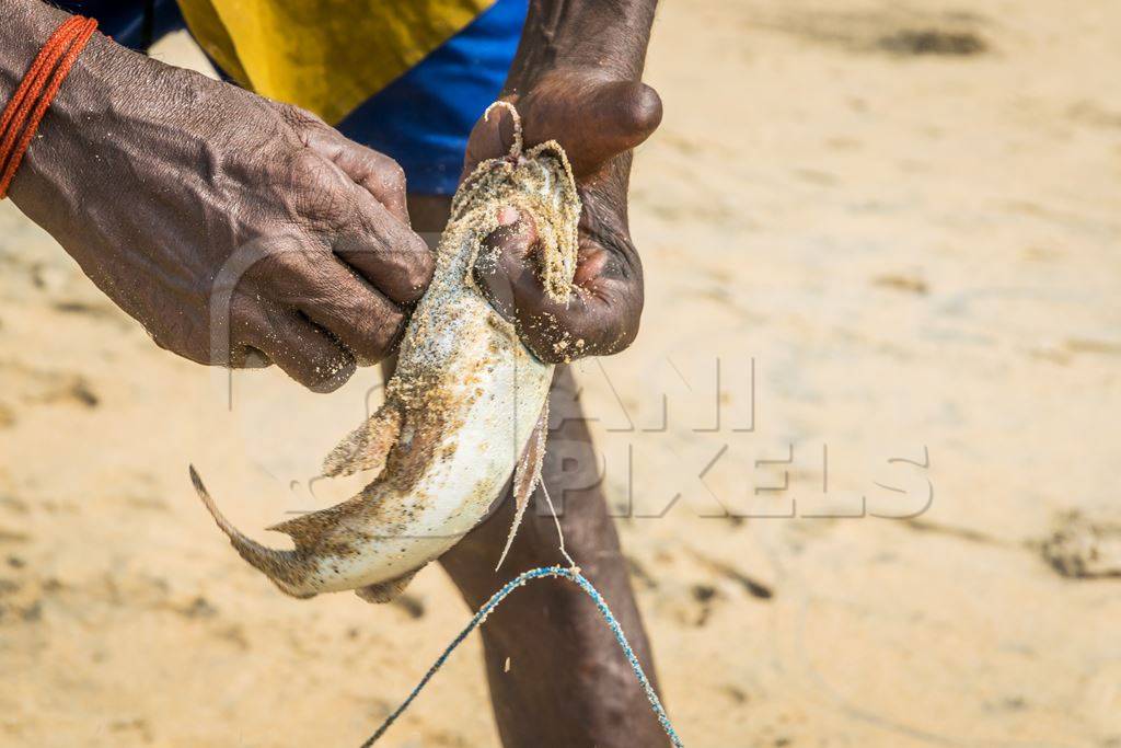 Fishermen removing hook from alive fish on a sandy beach in Kerala