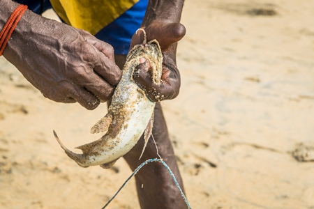 Fishermen removing hook from alive fish on a sandy beach in Kerala