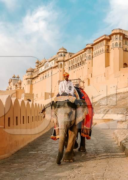 Elephant used for tourist animal rides at Amber fort and Palace near Jaipur, Rajasthan, India