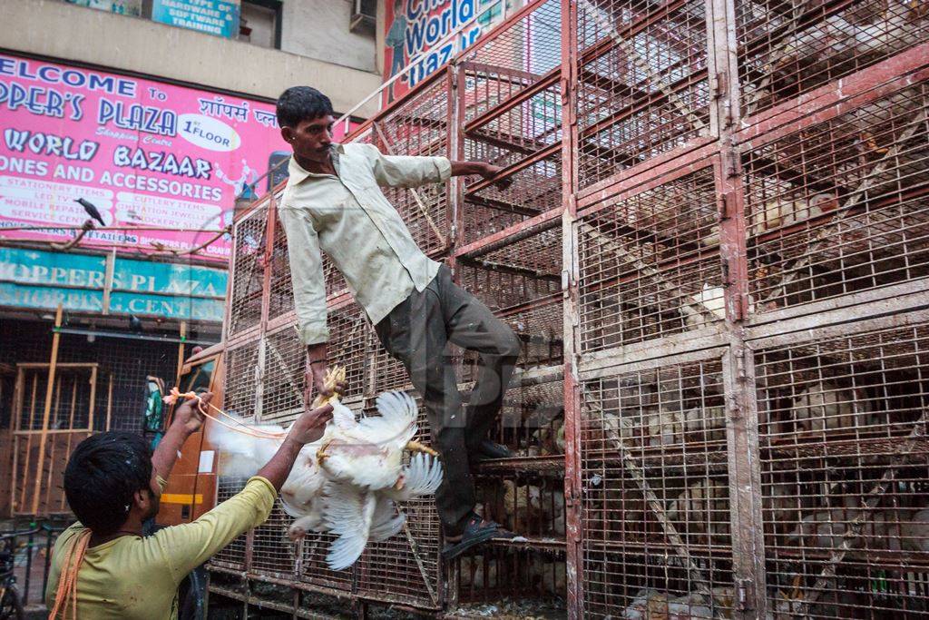 Broiler chickens raised for meat being unloaded from transport trucks near Crawford meat market in Mumbai