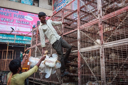 Broiler chickens raised for meat being unloaded from transport trucks near Crawford meat market in Mumbai