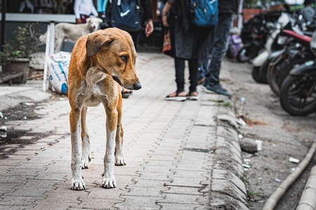 Sad stray Indian street dog puppy or Indian pariah dog puppy on the street in an urban city in Maharashtra, India, 2021