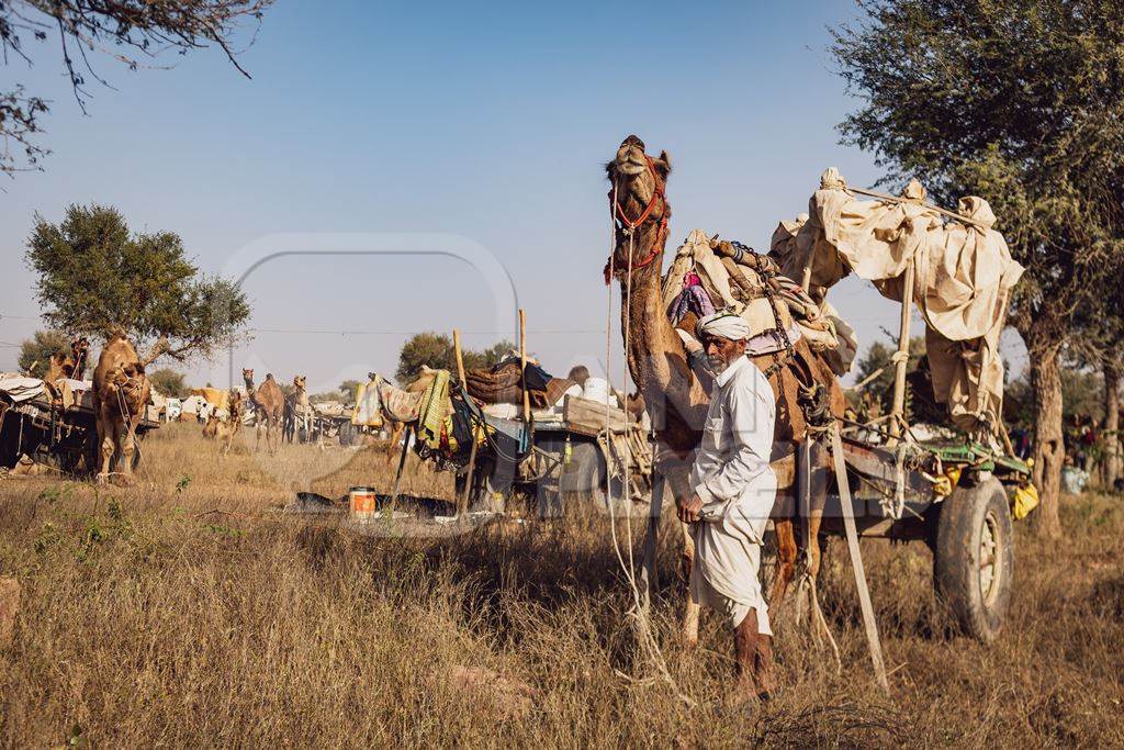 Indian camels at Nagaur Cattle Fair, Nagaur, Rajasthan, India, 2022