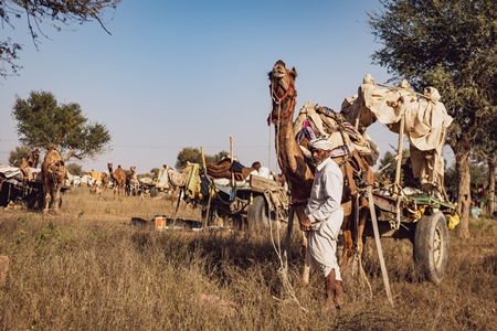 Indian camels at Nagaur Cattle Fair, Nagaur, Rajasthan, India, 2022