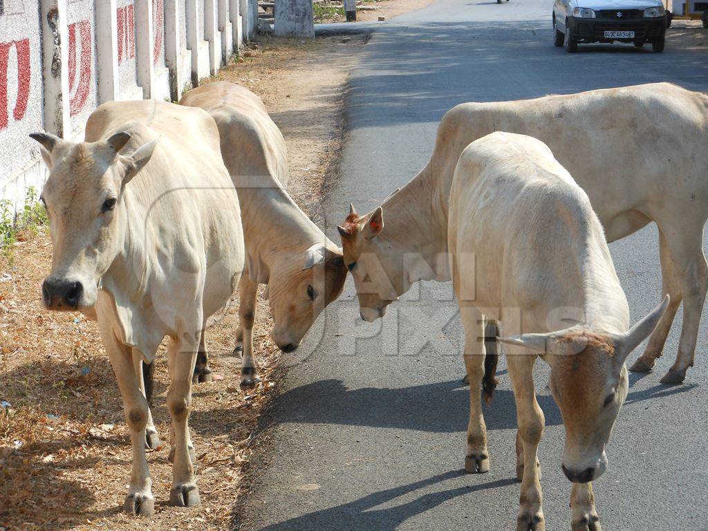 Young bulls butting heads on the street