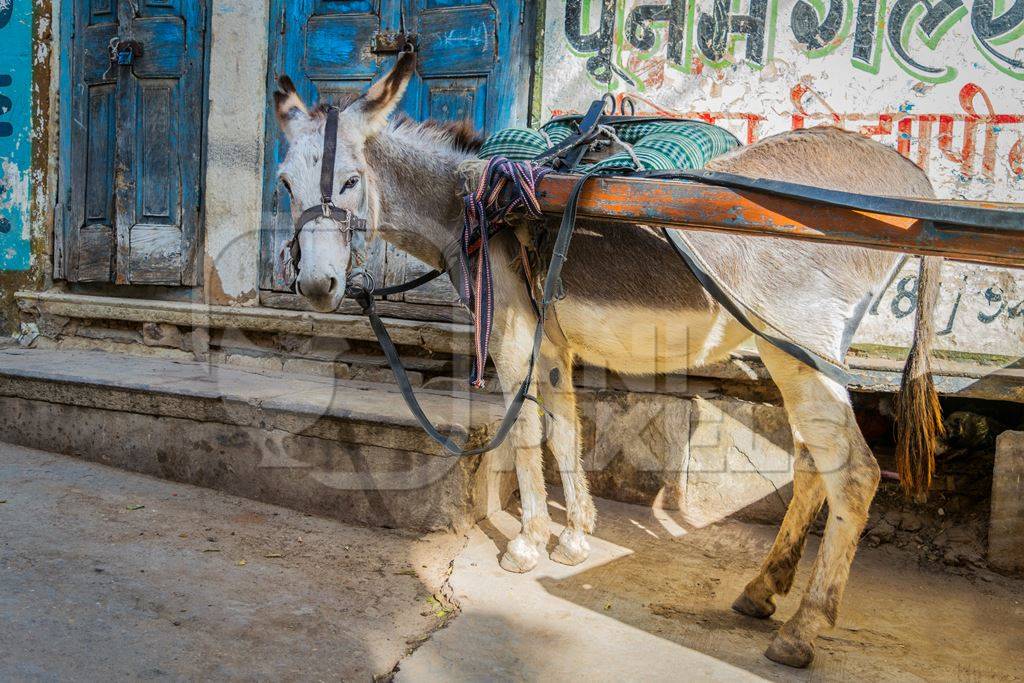 Working grey donkey with harness in Rajasthan in front of blue door