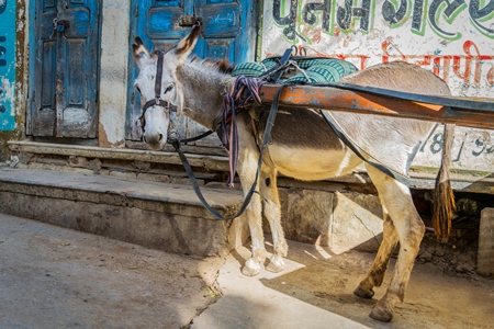 Working grey donkey with harness in Rajasthan in front of blue door