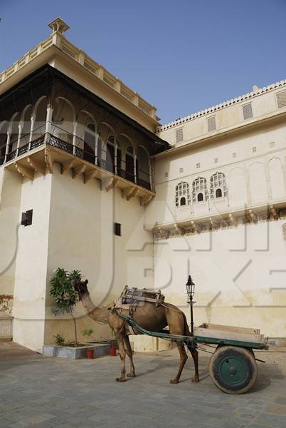 Camel with empty cart in front of palace in Rajasthan