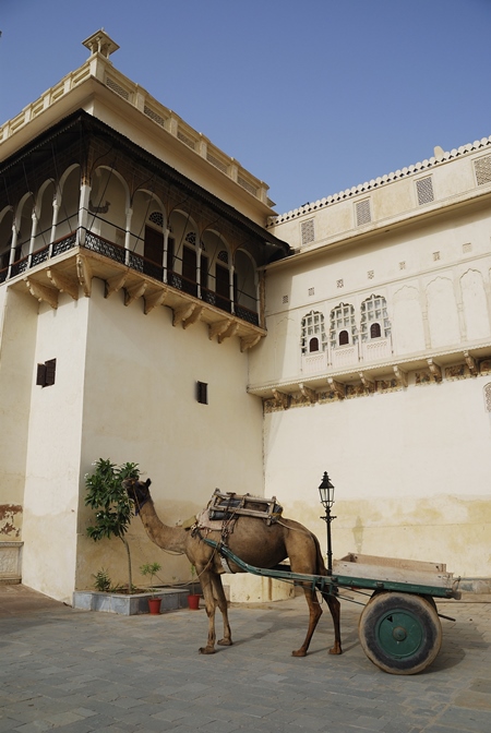 Camel with empty cart in front of palace in Rajasthan