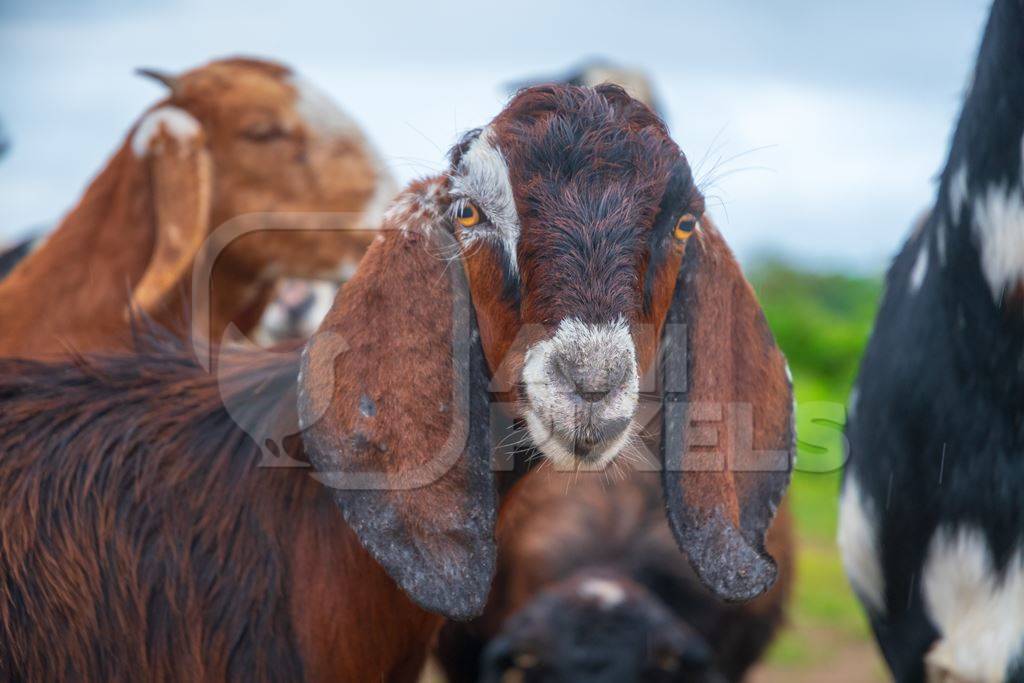 Faces of Indian goats and sheep in a herd in field in Maharashtra in India