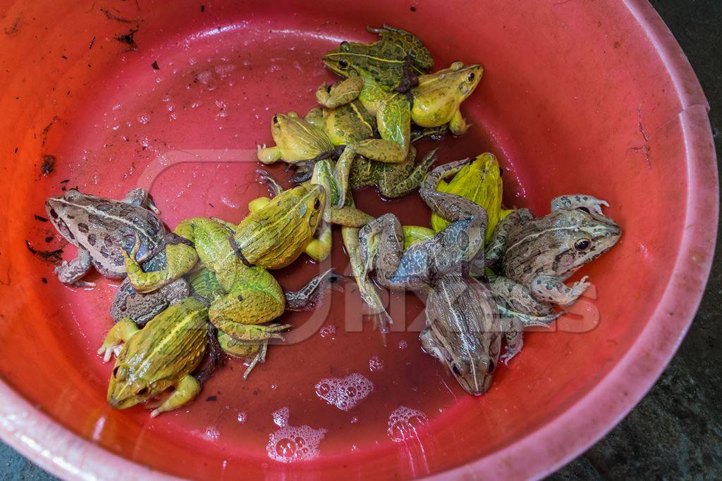 Frogs in a red plastic bowl on sale at an exotic market