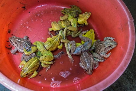 Frogs in a red plastic bowl on sale at an exotic market