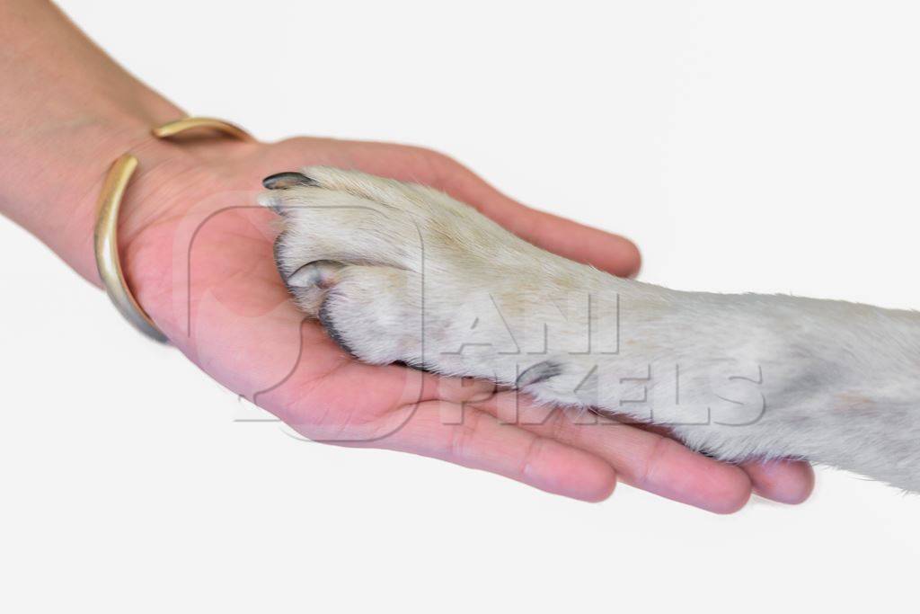 Girl holding paw of dog in hand