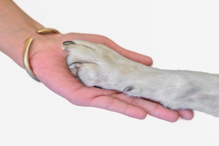Girl holding paw of dog in hand
