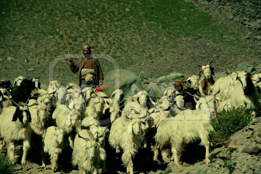 Herd of goats in Ladakh with green background