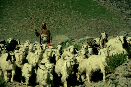 Herd of goats in Ladakh with green background