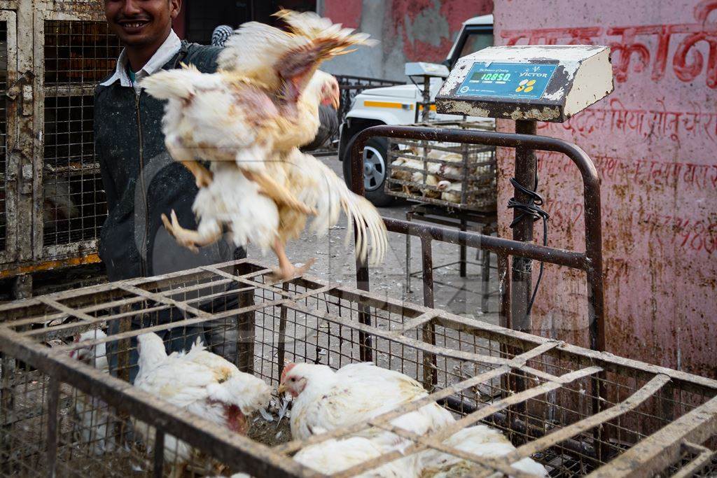 Indian broiler chickens thrown from a transport truck into smaller cages at a small chicken poultry market in Jaipur, India, 2022