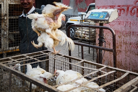 Indian broiler chickens thrown from a transport truck into smaller cages at a small chicken poultry market in Jaipur, India, 2022