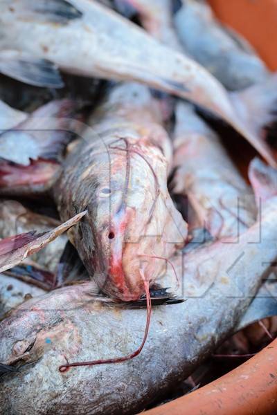 Fish on sale at a fish market at Sassoon Docks