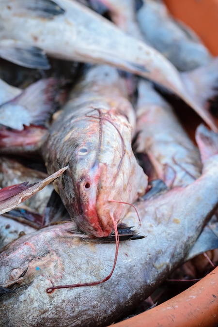 Fish on sale at a fish market at Sassoon Docks