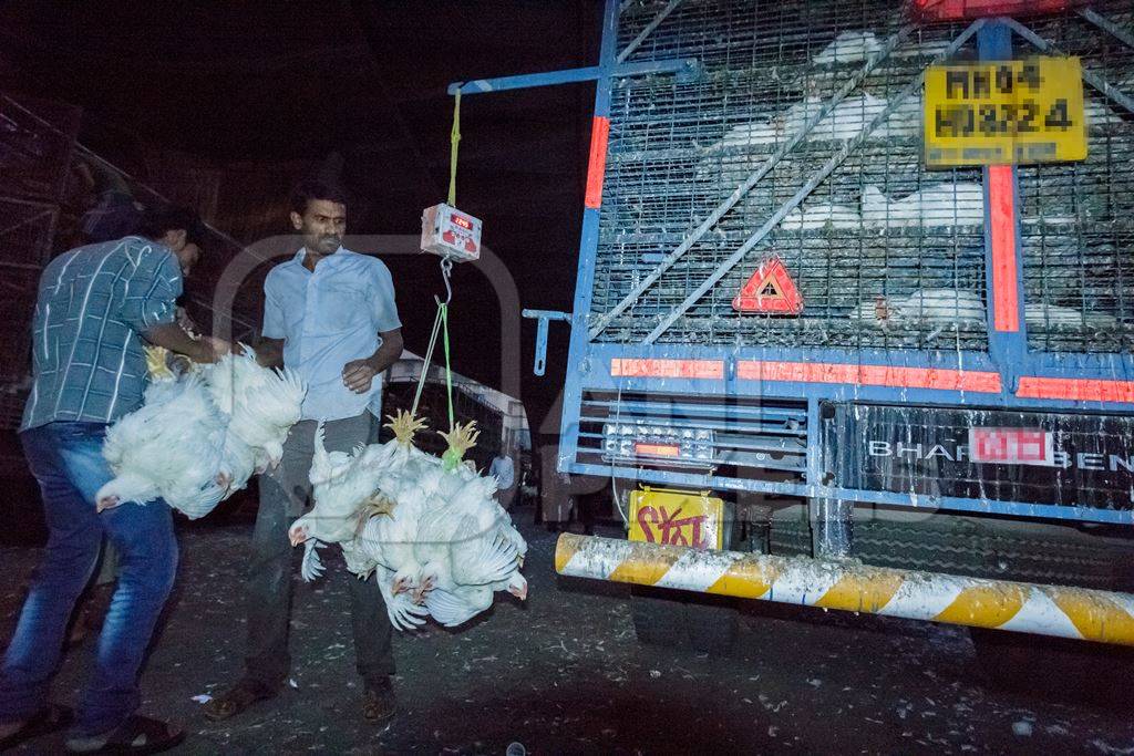 Broiler chickens raised for meat being unloaded from transport trucks near Crawford meat market in Mumbai