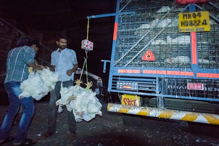 Broiler chickens raised for meat being unloaded from transport trucks near Crawford meat market in Mumbai