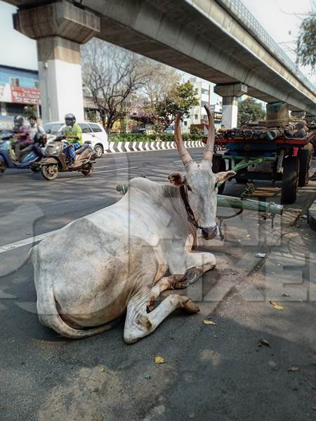Indian bullock used for animal labour in the construction industry tied to a cart in the city of Chennai, India, 2022