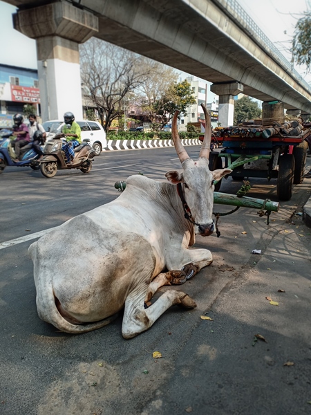 Indian bullock used for animal labour in the construction industry tied to a cart in the city of Chennai, India, 2022
