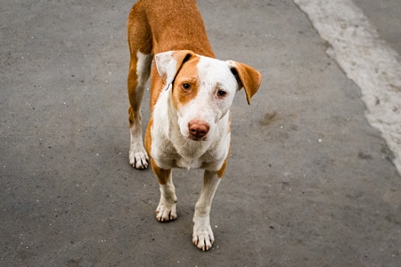 Indian street dog or stray pariah dog, Mumbai, India, 2022