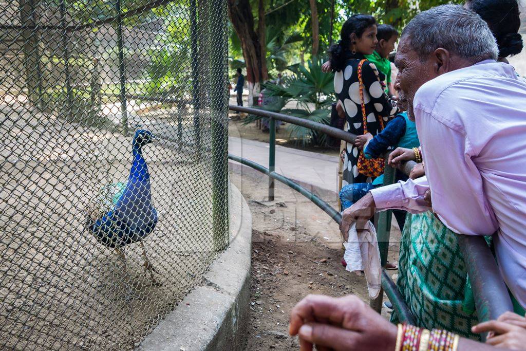 Tourists watching captive peacock in an enclosure at Patna zoo in Bihar