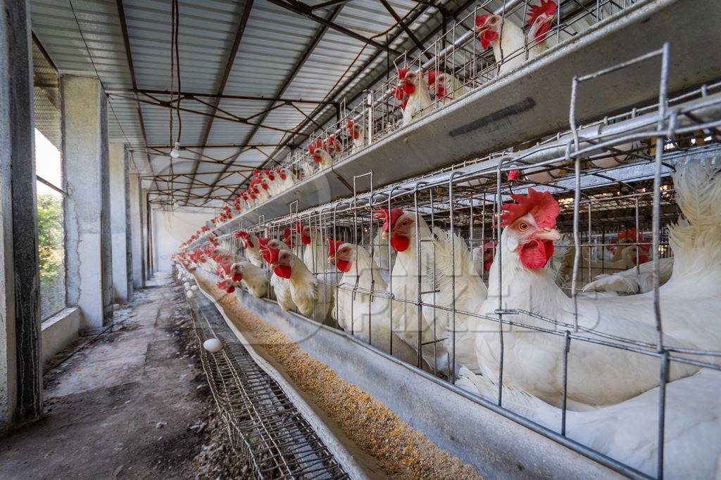 Rows of battery cages containing hundreds of layer hens or chickens on a poultry layer farm or egg farm in rural Maharashtra, India, 2021