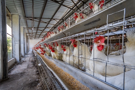 Rows of battery cages containing hundreds of layer hens or chickens on a poultry layer farm or egg farm in rural Maharashtra, India, 2021