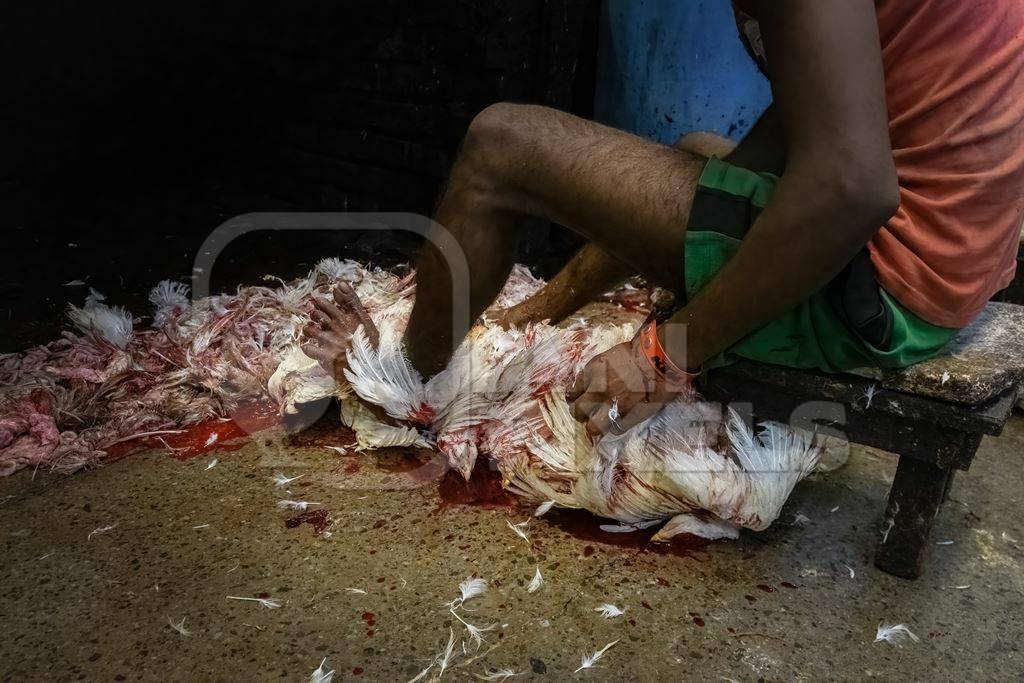 Slaughter workers killing chickens by cutting their throats with knives, at the chicken meat market inside New Market, Kolkata, India, 2022