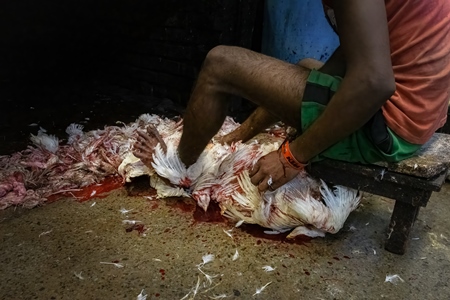 Slaughter workers killing chickens by cutting their throats with knives, at the chicken meat market inside New Market, Kolkata, India, 2022