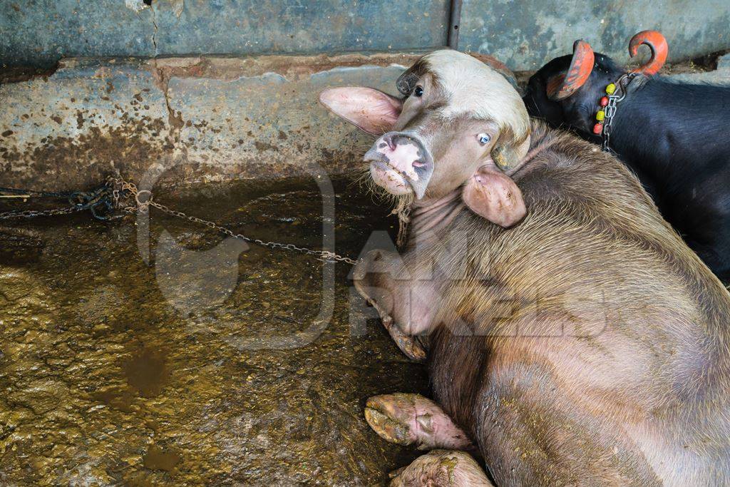 Farmed buffaloes tied up in a small urban dairy