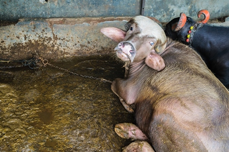 Farmed buffaloes tied up in a small urban dairy