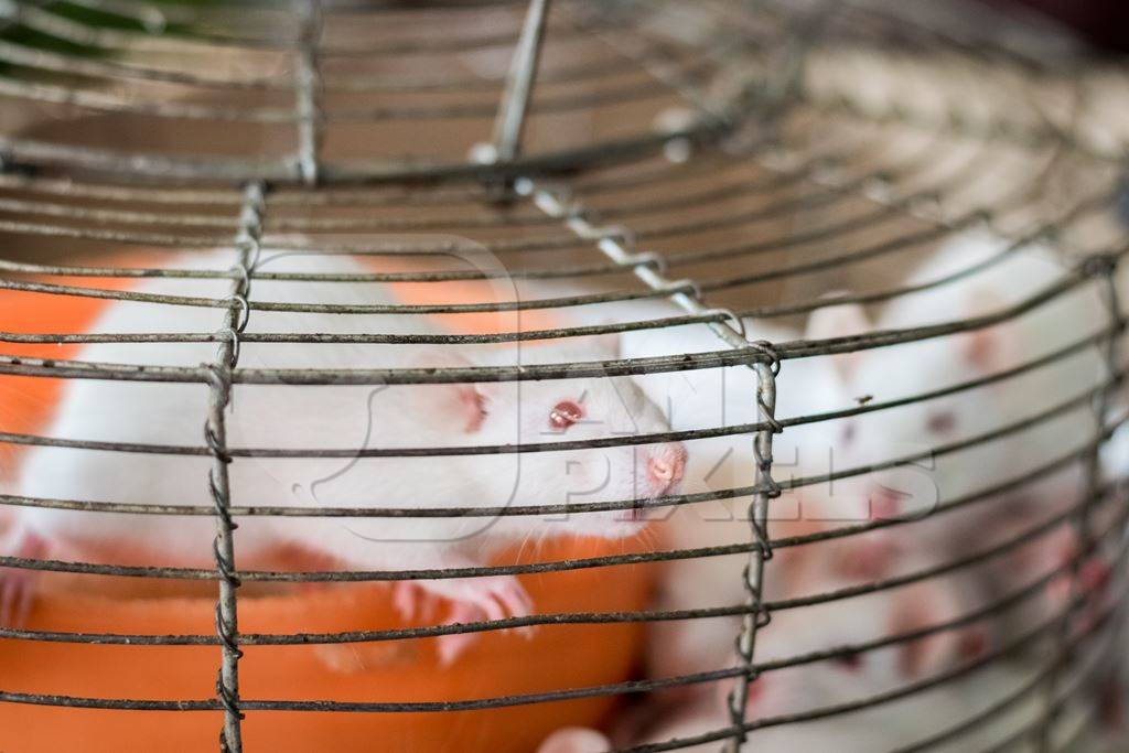 Small white mice in a cage on sale for eating at an exotic market