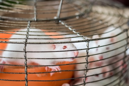 Small white mice in a cage on sale for eating at an exotic market