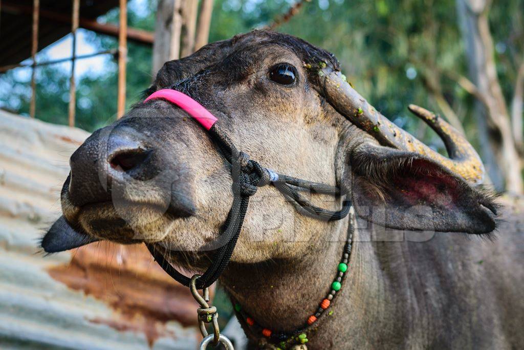 Head of farmed buffalo withhalter on and large horns in an urban dairy