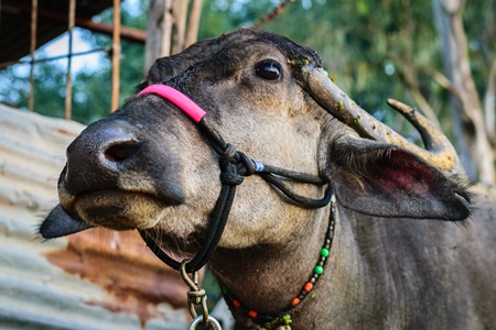 Head of farmed buffalo withhalter on and large horns in an urban dairy