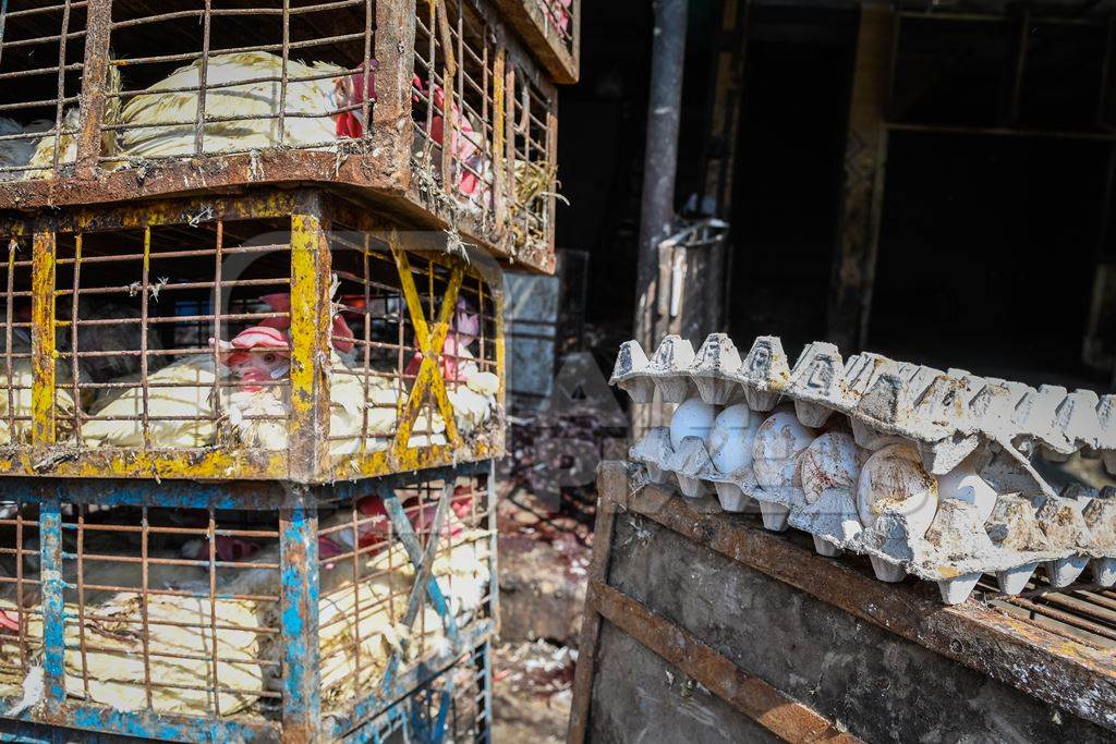 Carton of eggs with blood and dirt next to crates of Indian chickens at Ghazipur murga mandi, Ghazipur, Delhi, India, 2022